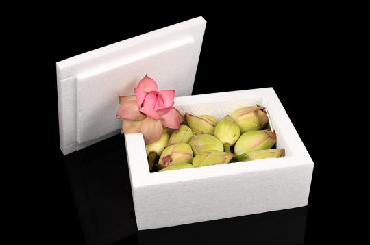 Lotus Flower - Kamal