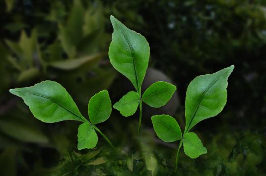 Bel Patra - Green