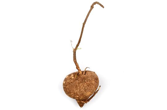 Akash Garuda Root