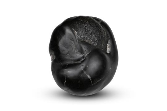 Maha Kalpavriksha Laxmi Shaligram Shila