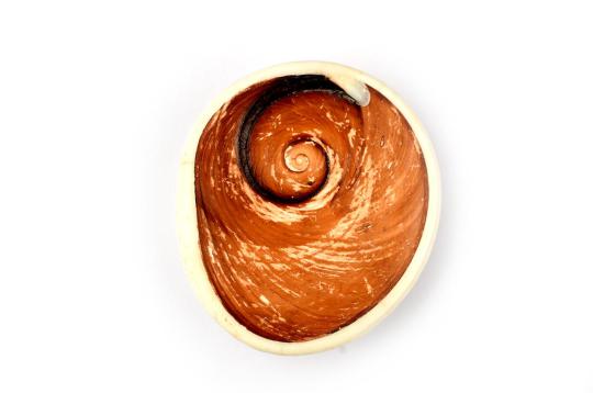 Gomati Chakra -  Giant