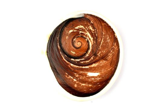 Gomati Chakra - Super Giant