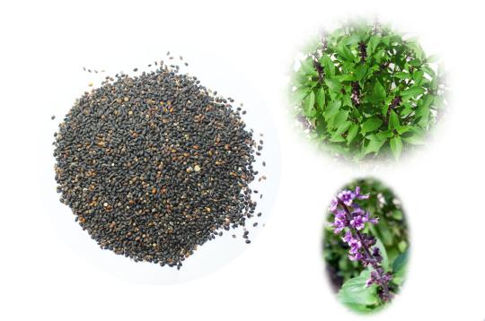 Tulsi Seeds