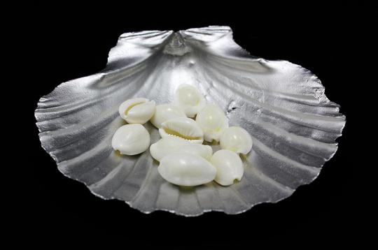 White Cowry Shells