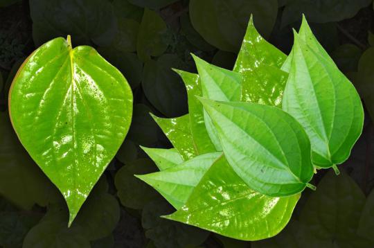 Betel Leaf - Pan
