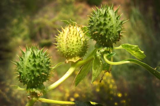 Datura Fruit - Set of 3