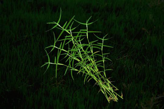 Durva Grass