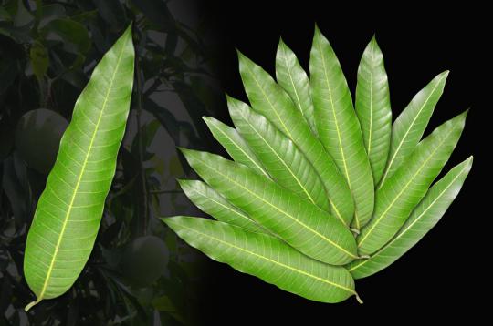 Mango leaves - Set of 12