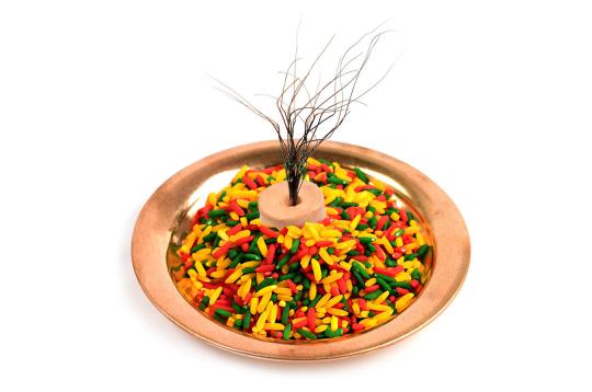 Rare Sanjeevani Grass