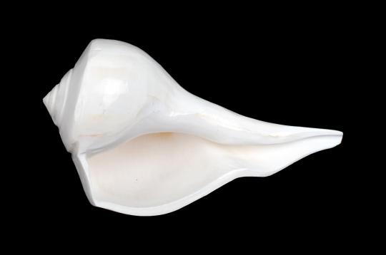 Right hand whelk Shankh - 5 Inches