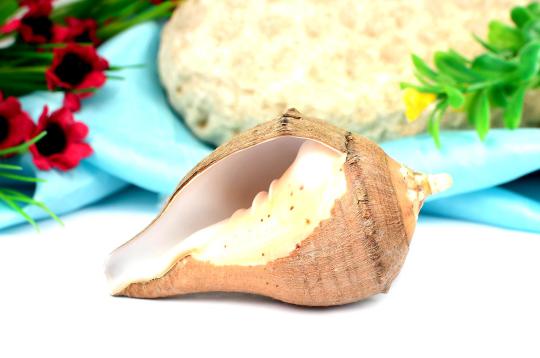 Dakshinavarti Shankh - Right hand shankh