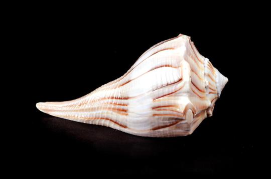 Right hand whelk Shankh - 4 Inches
