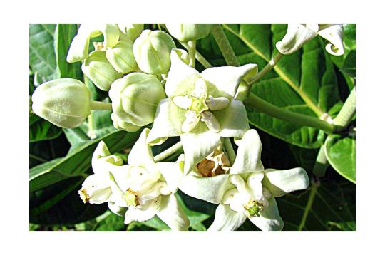 Aak flowers