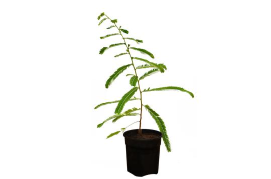 Amla (Bharani Nakshatra)