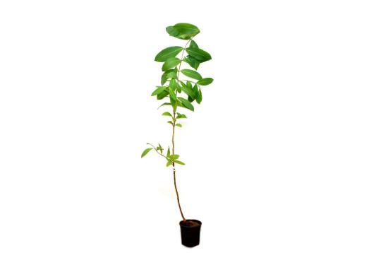 Arjun (Swati Nakshatra)