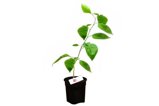 Bel (Chitra Nakshatra)