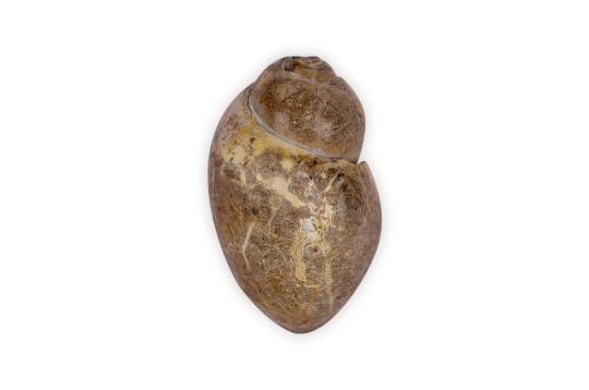 Bhoojhooshi Vidhyaa - She who is the knowledge that protects the Earth