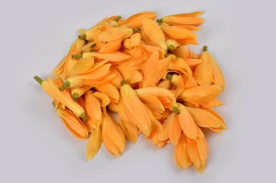 Champa Flower / Plumeria