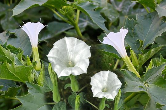 Dhatura Flowers