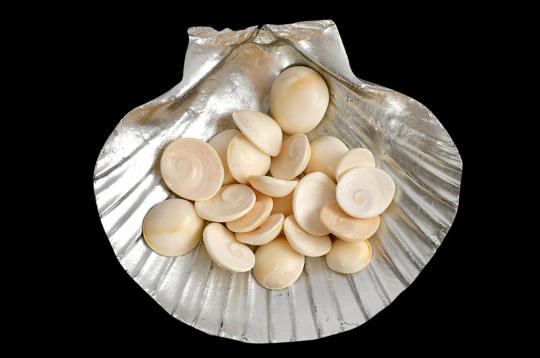Gomati chakra - Set of 21
