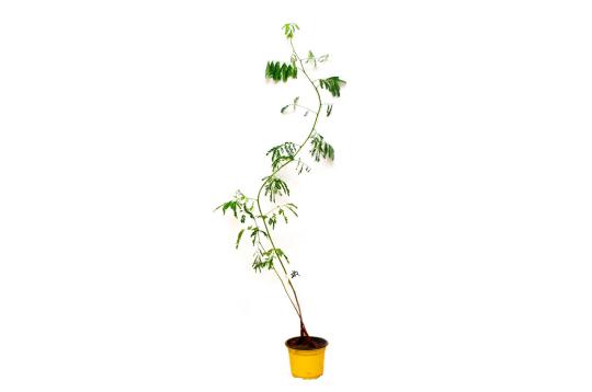 Kher (Mrigashirsha  Nakshatra)