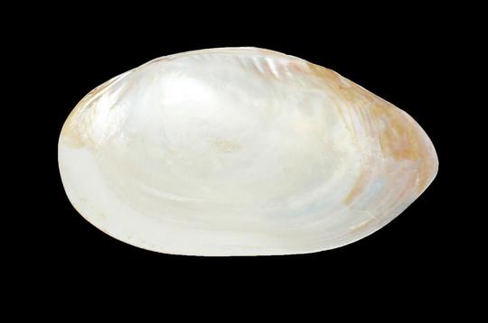 Natural Sea Shell