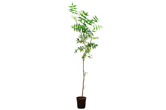 Neem (Uttara Bhadrapada Nakshatra)