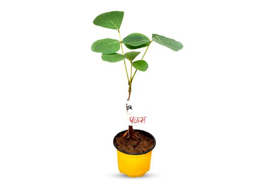 Palas (Purva Phalguni Nakshatra)