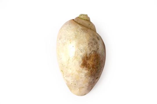 Prabhadhara  - The Goddess Who is the Continuous Shower of Light