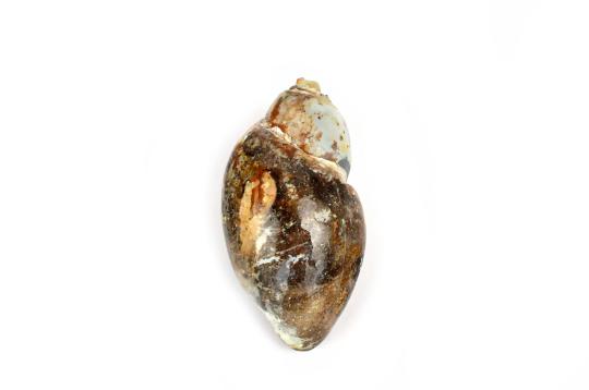 Prasadini - The Goddess Who Becomes Pleased with Devotees