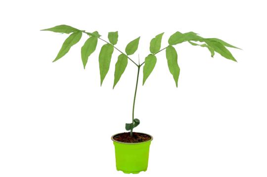 Reetha (Hasta Nakshatra)