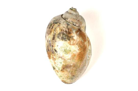 Sarvada - The Goddess Who Gives Everything Always