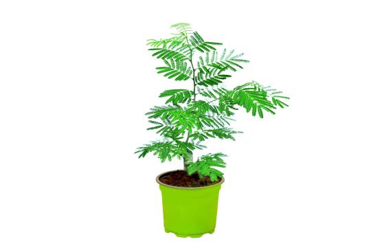 Shami (Dhanishtha Nakshatra)