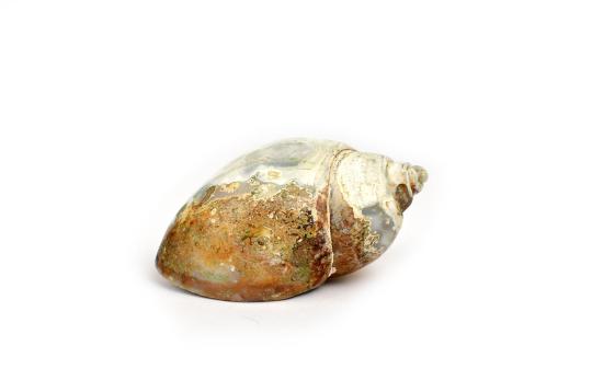 Siddhalakshmi - The Goddess Who Grants Occult Powers