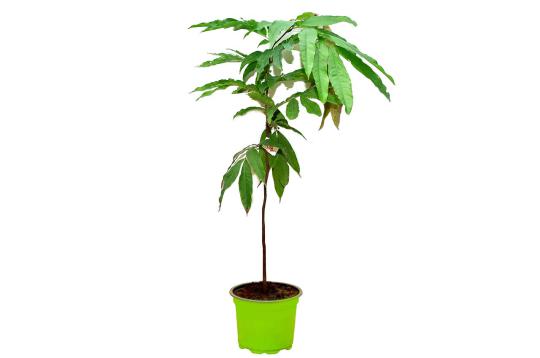 Sita Ashoka (Jayeshtha Nakshatra)