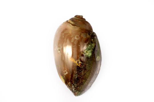 Srikala - The Goddess Who Knows Auspicious Art Forms