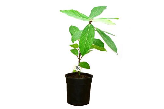 Umbar (Krittika Nakshatra)