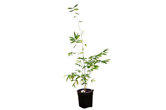 Venu (Punarvasu Nakshatra)