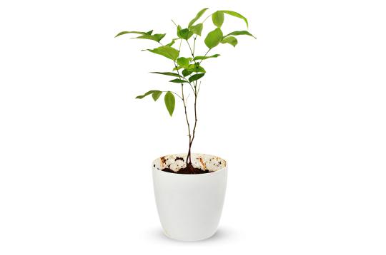 Vishu Kani Konna Plant
