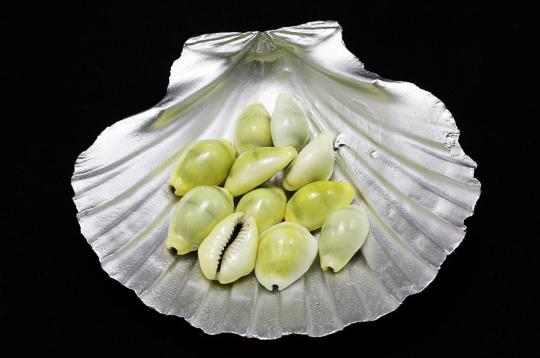 Yellow Cowry Shells