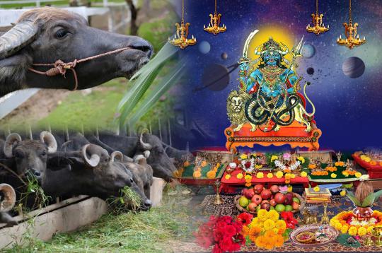 Feed Buffaloes for blessings of Planet Rahu 30 Days
