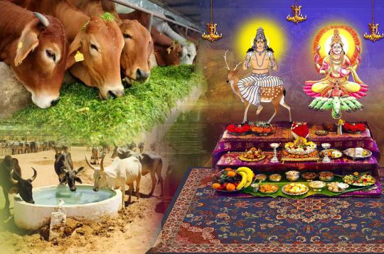 Feed Cows for blessings of Surya Dev and Chandra Dev 30 Days