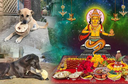 Feed Dogs for blessings of Planet Ketu 1 Month