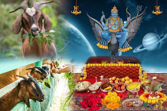 Feed Goats for blessings of Shani Dev 1 Month