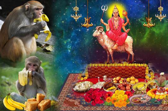Feed Monkeys for blessings Mangal Dev 1 Month
