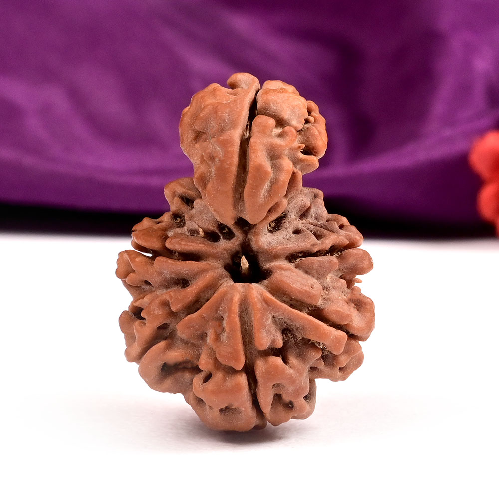 Super Collector Savar Naag Rudraksha III