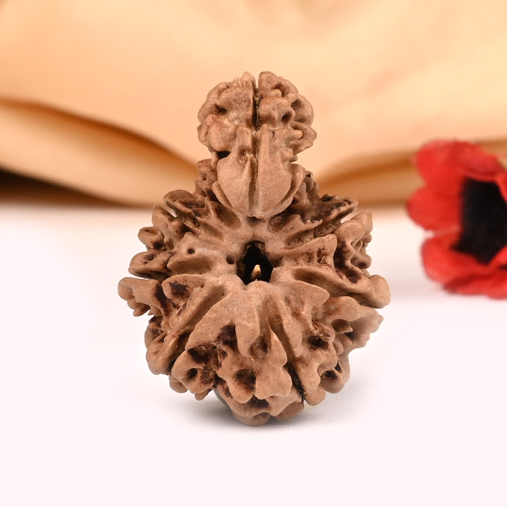 Super Collector Savar Naag Rudraksha IV