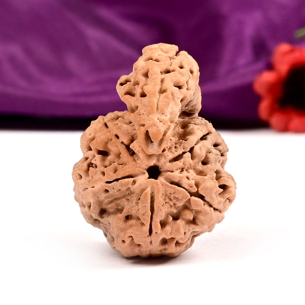 Super Collector Savar Naag Rudraksha V