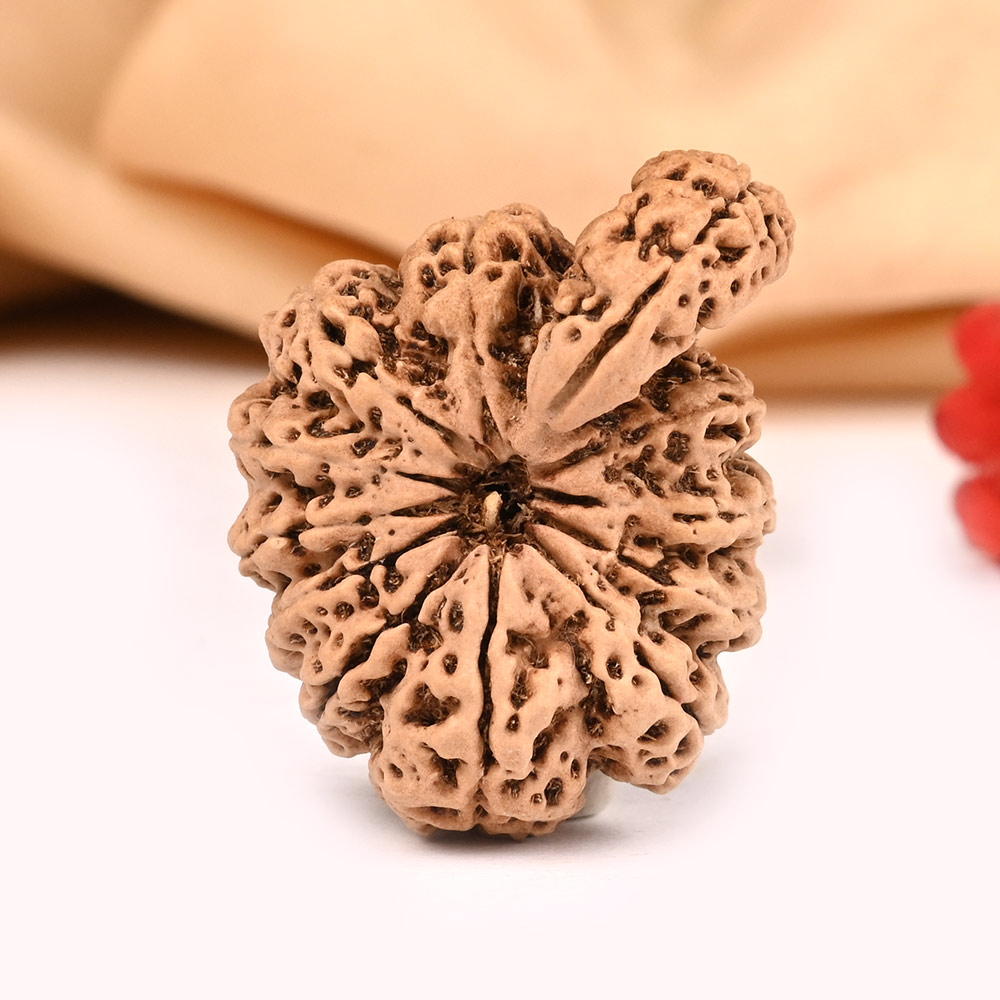 Super Collector Savar Naag Rudraksha VI