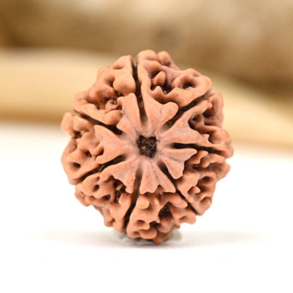 Collector 7 Mukhi from Nepal